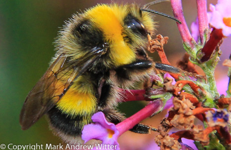 Close up of bee on flower