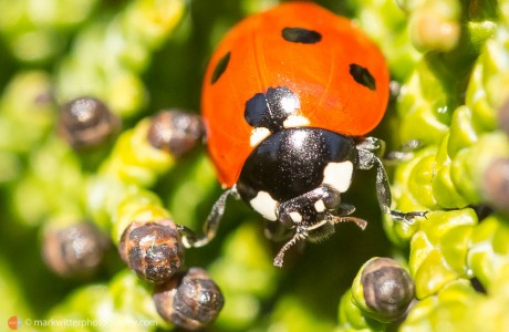 Ladybirds in a garden by Ipswich Photographer